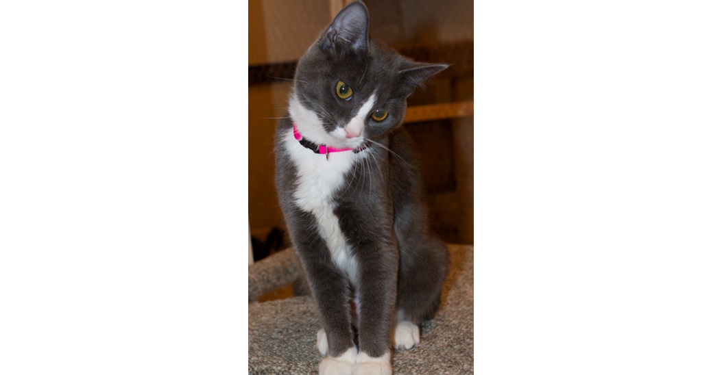 maps marshfield area pet shelter featured pet of the week animal adoption cat dedee