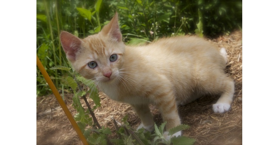 petey featured pet of the week maps marshfield area shelter cat animal adoption kitten