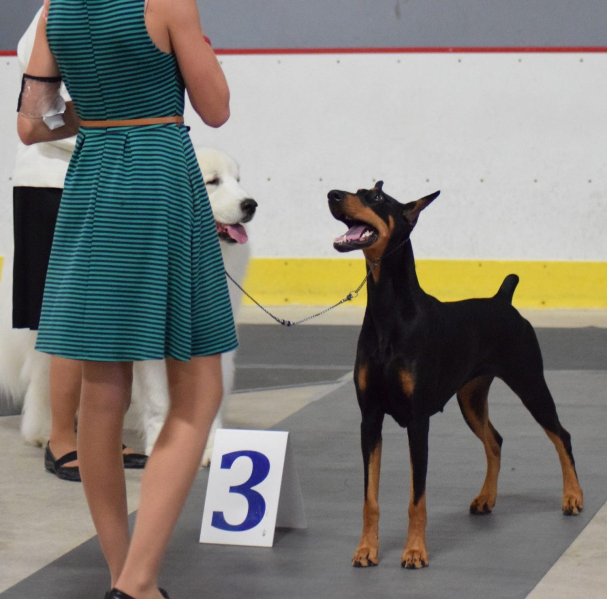 marshfield area kennel club dog show central wisconsin state fairgrounds