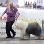 marshfield area kennel club dog show central wisconsin state fairgrounds