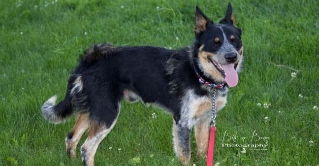 Featured MAPS pet of the week marshfield area shelter dog adoption rowdy