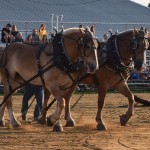 Central Wisconsin State Fair horse pulling