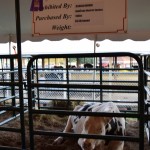Central Wisconsin State Fair champion cow grand dairy steer