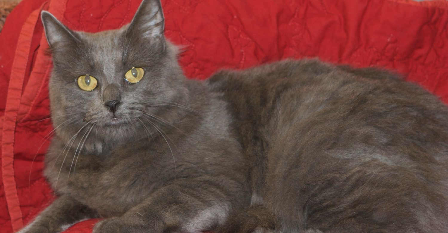 Featured MAPS pet of the week marshfield area shelter cat adoption ashli