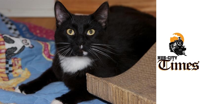 Featured MAPS pet of the week marshfield area shelter cat adoption jersey