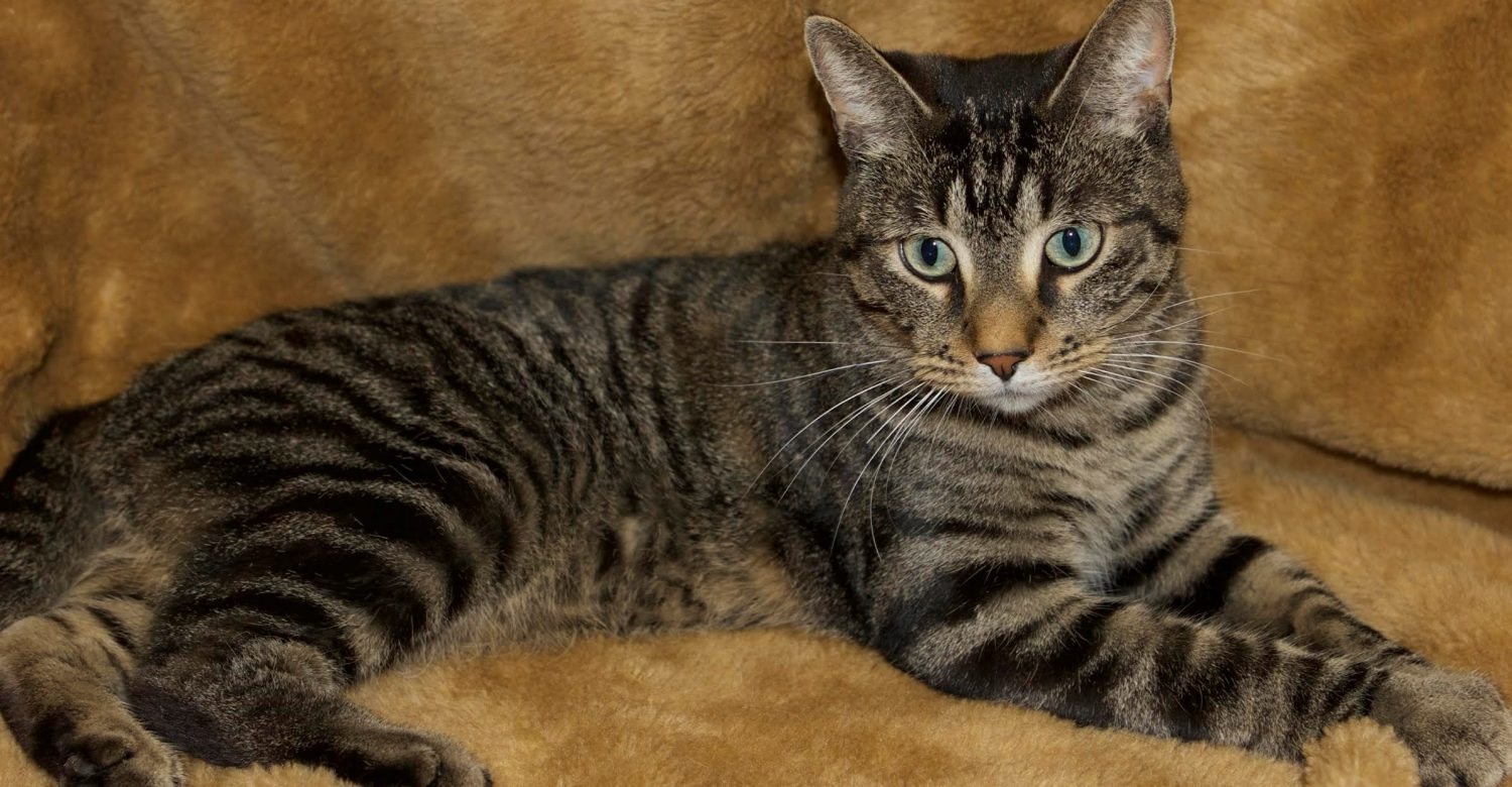 Featured MAPS pet of the week marshfield area shelter cat adoption ryder