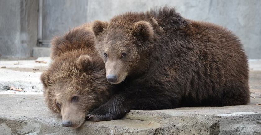 Munsey Boda wildwood park zoo kodiak bear cubs jp adler family exhibit