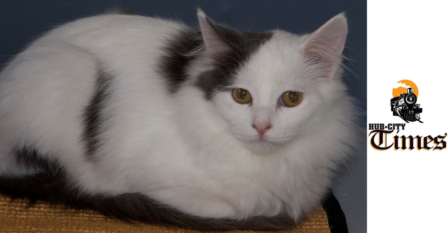 Featured MAPS pet of the week marshfield area shelter cat adoption patches