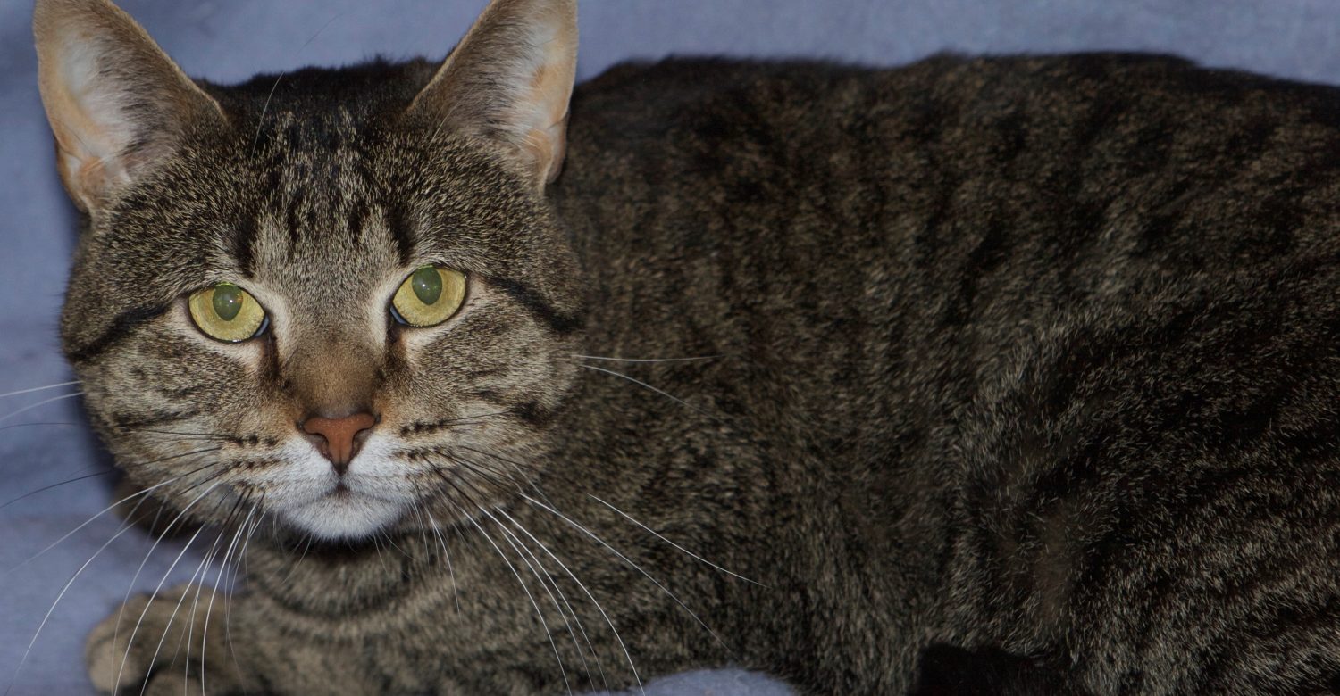 Featured MAPS pet of the week marshfield area shelter adoption cat buddy
