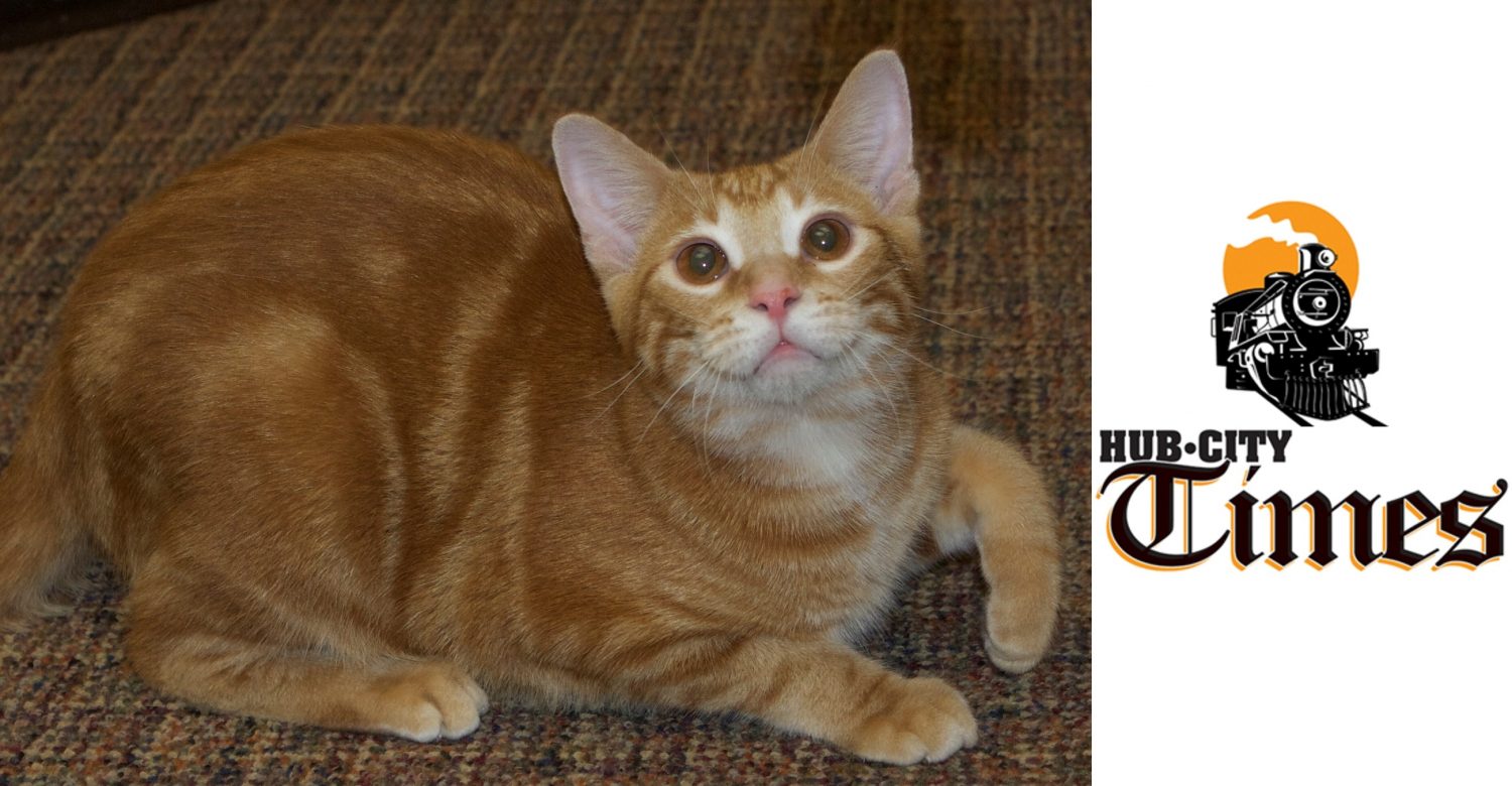Featured MAPS pet of the week marshfield area shelter adoption cat maxwell