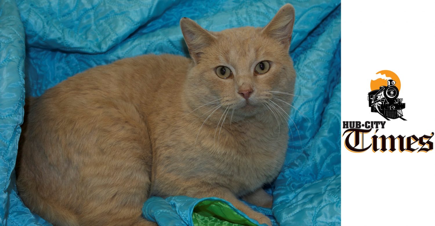 Featured MAPS pet of the week marshfield area shelter adoption cat ted
