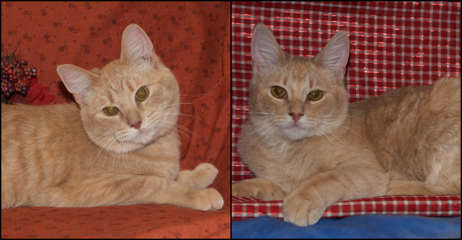 Featured MAPS pet of the week marshfield area shelter adoption cat stormy chandler cheetah