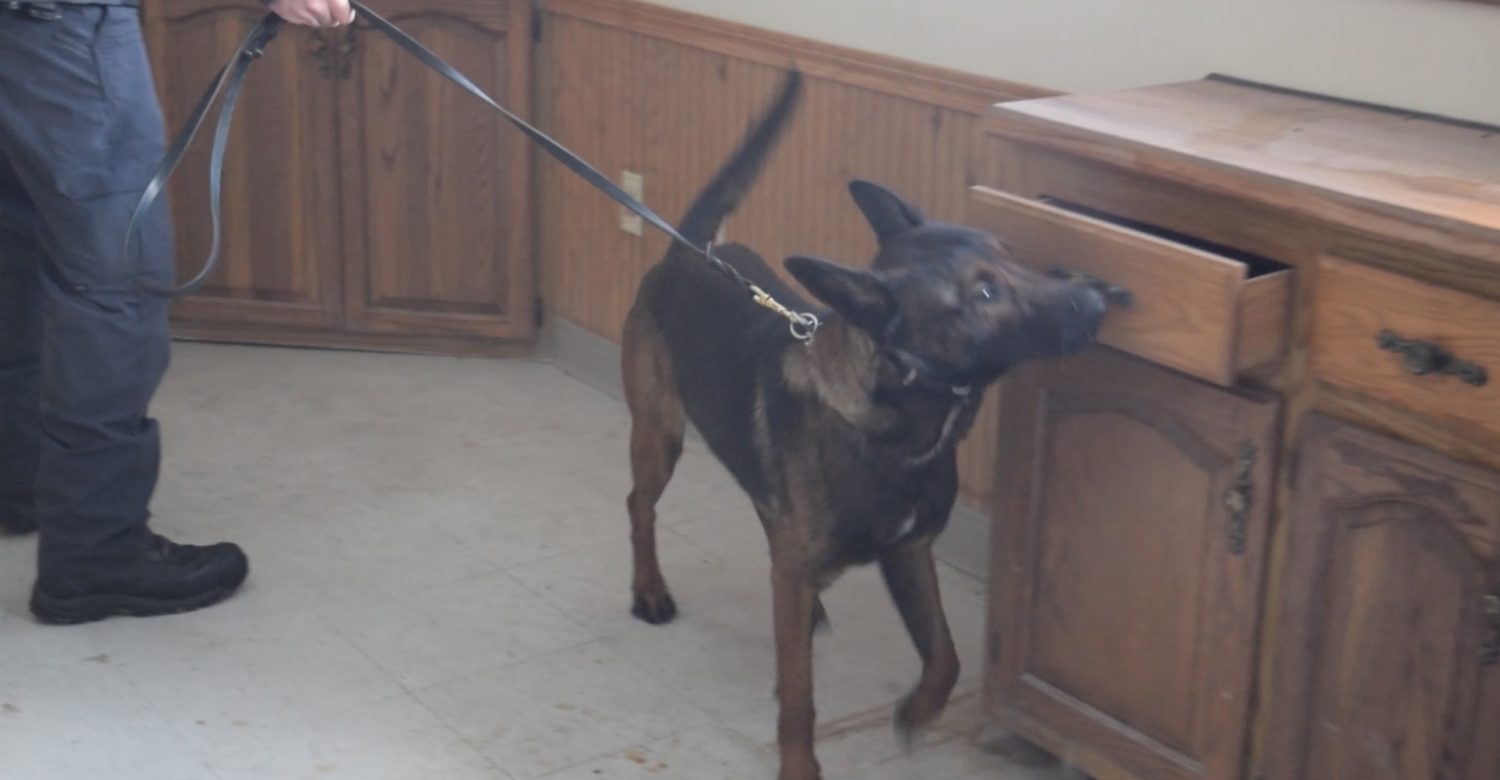 K-9 Training with the Marshfield Police Department drug sniffing dog steffi