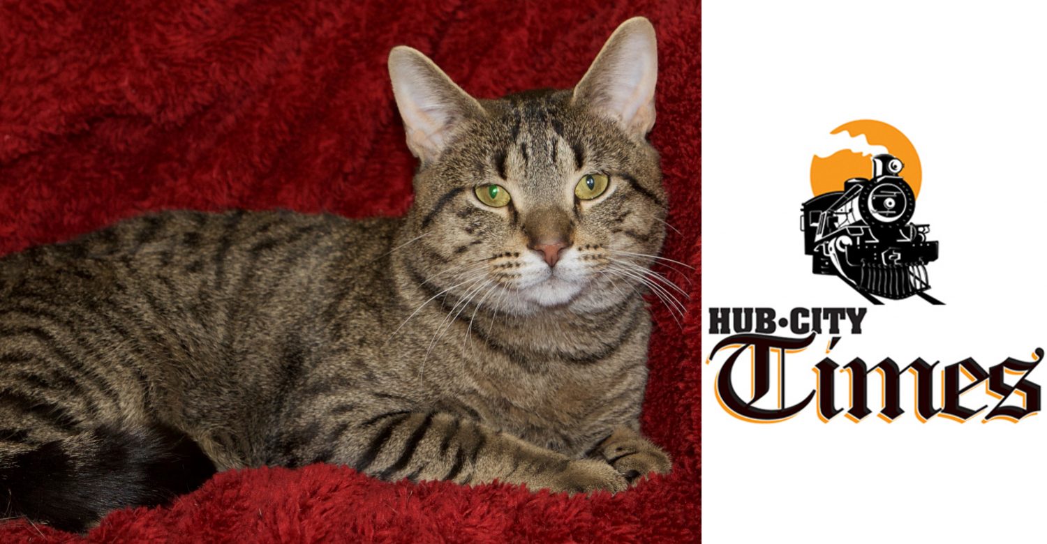 Featured MAPS pet of the week marshfield area shelter adoption cat geoffrey