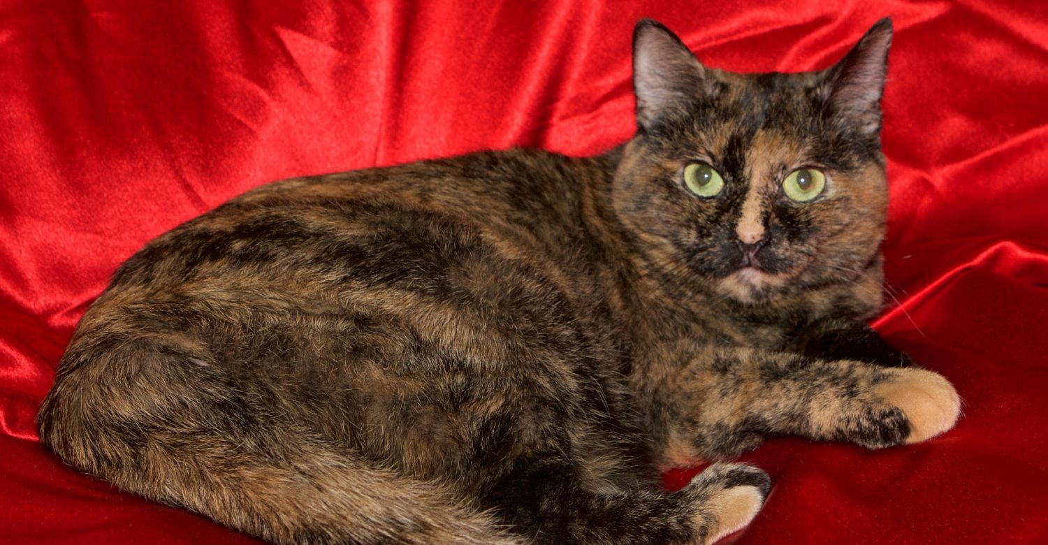Featured MAPS pet of the week marshfield area shelter adoption cat faith