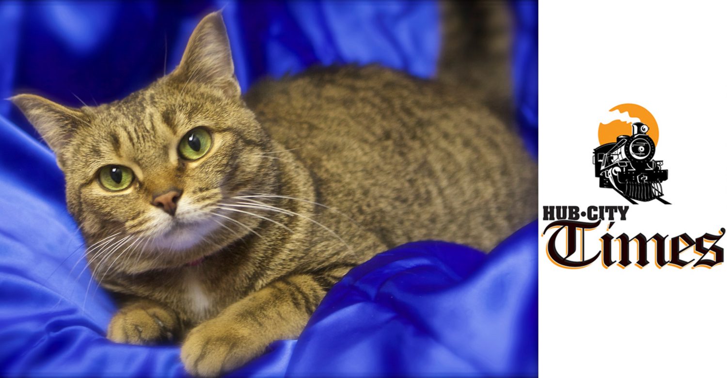 Featured MAPS pet of the week marshfield area shelter adoption cat alicia