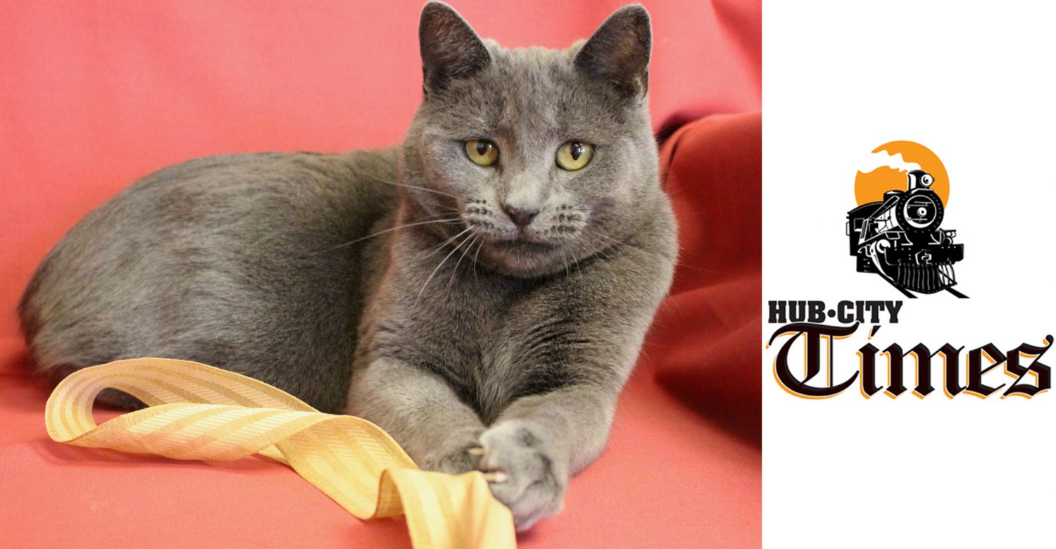 Featured MAPS pet of the week marshfield area shelter adoption cat ariana