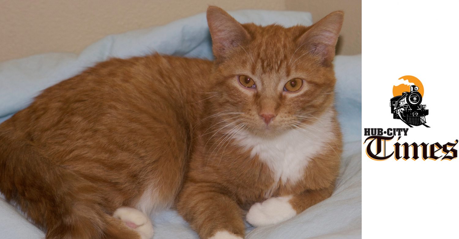 Featured MAPS pet of the week marshfield area shelter adoption cat boots