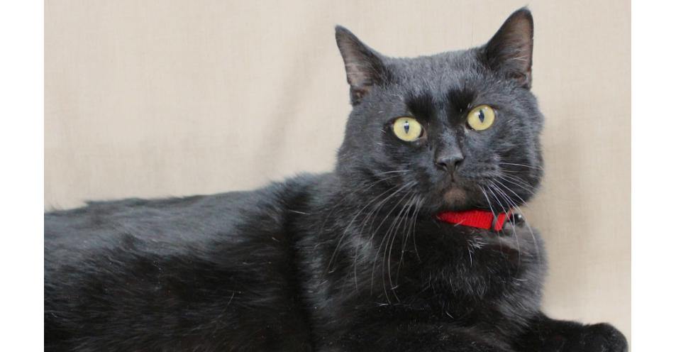 Featured MAPS pet of the week marshfield area shelter adoption cat spence