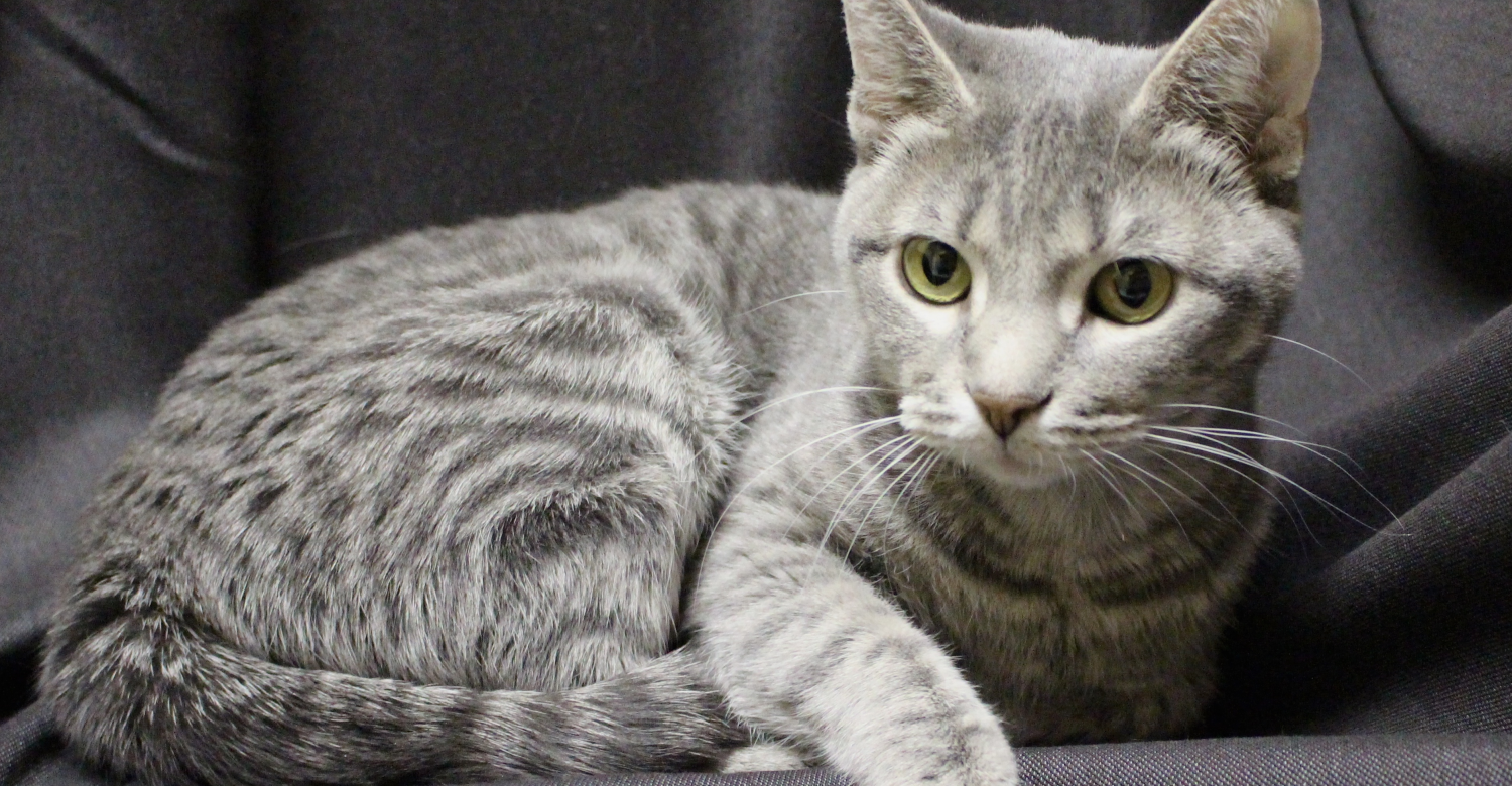 Featured MAPS pet of the week marshfield area shelter adoption cat trinity