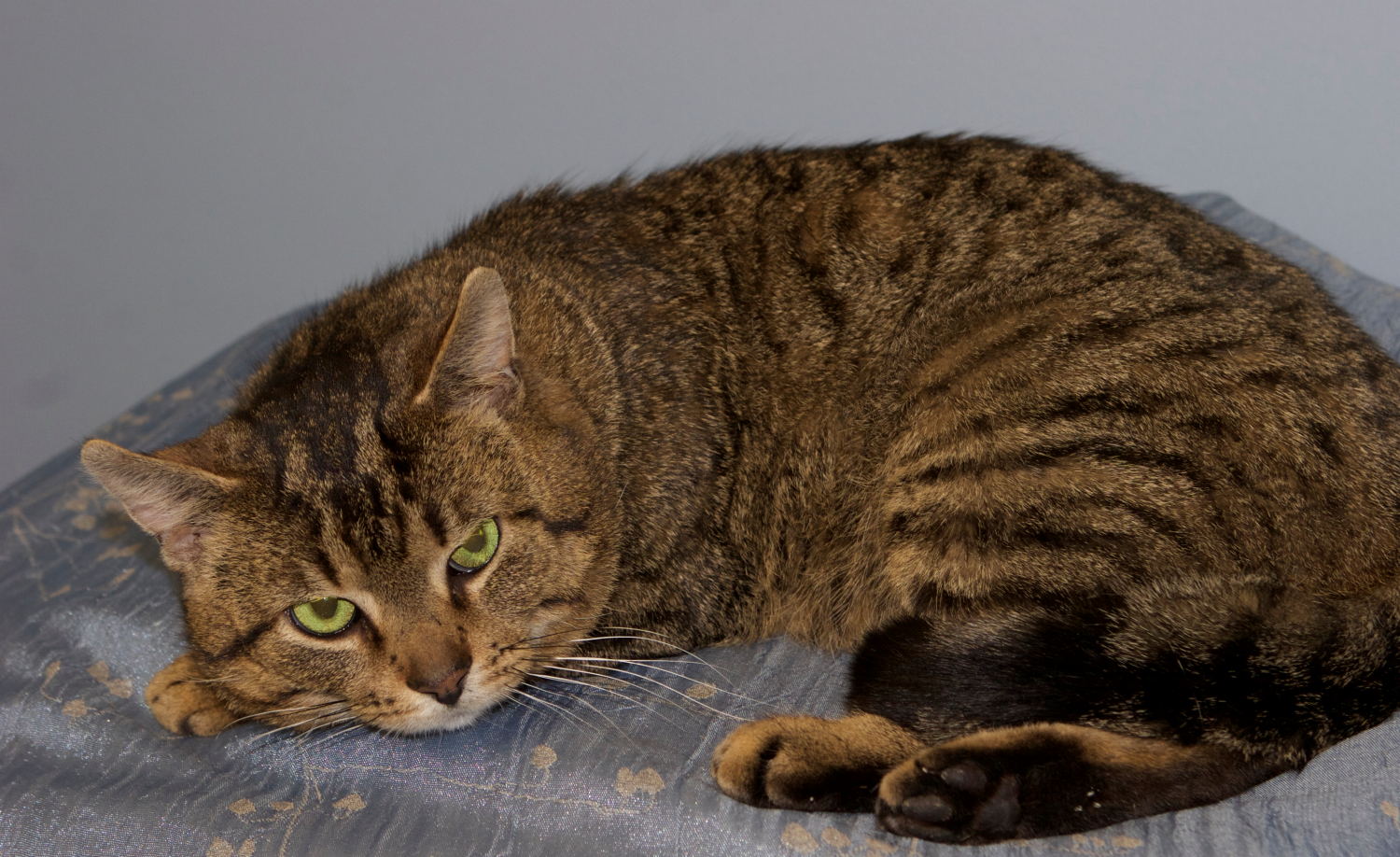 Featured MAPS pet of the week marshfield area shelter adoption cat travis