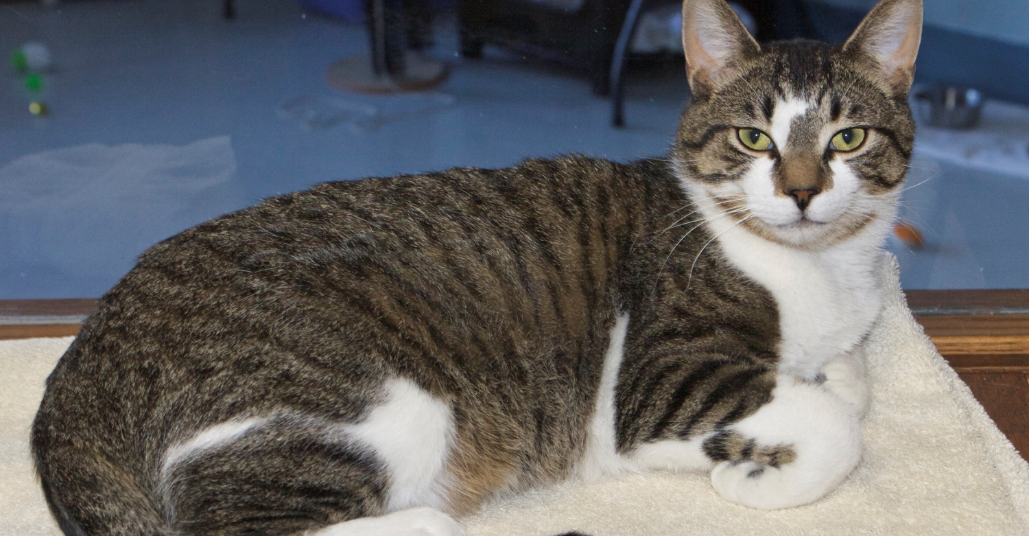Featured MAPS pet of the week marshfield area shelter adoption cat mason