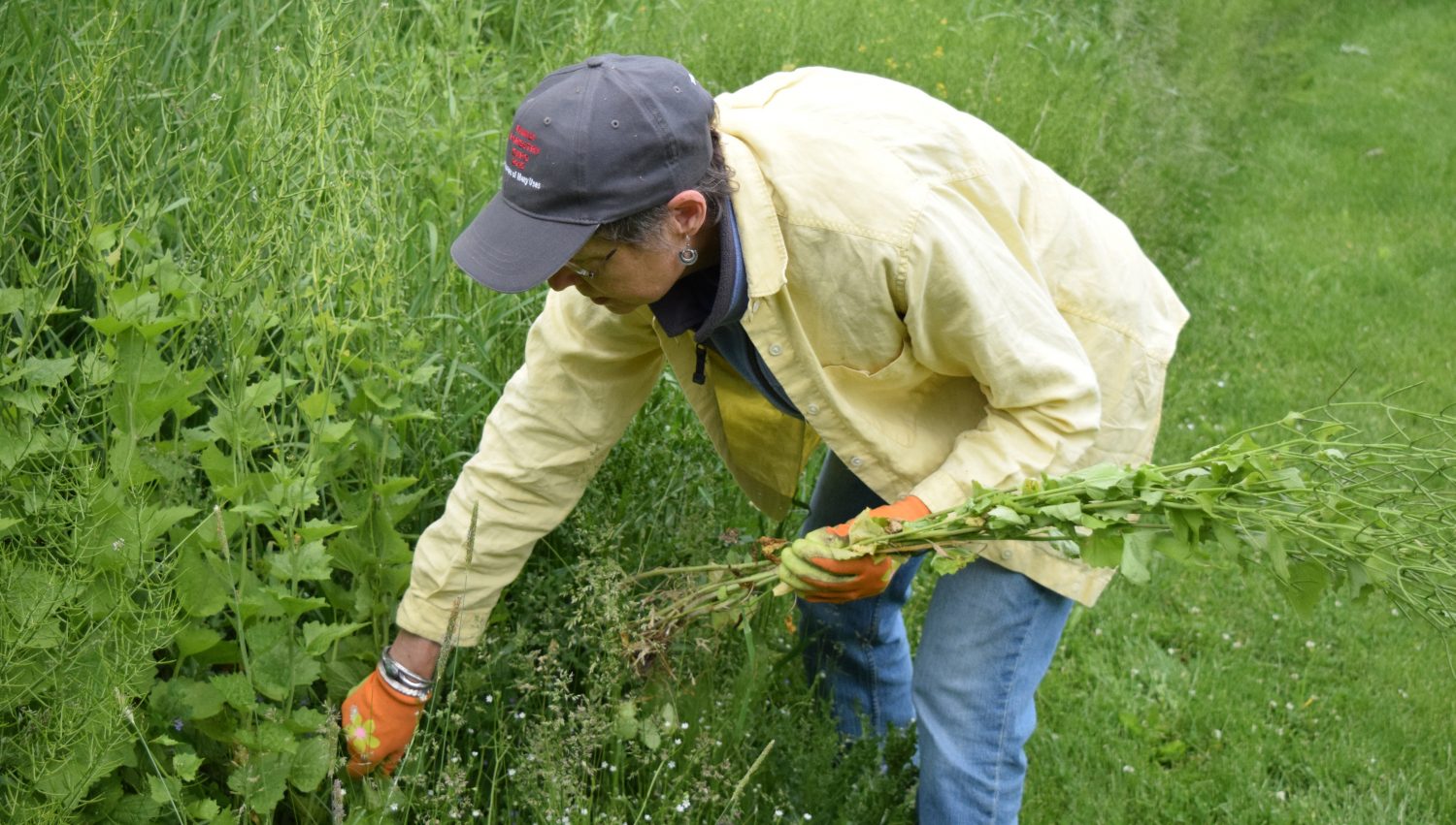Bridget O’Brien removes garlic mustard, an invasive plant species, at Wildwood Park on June 6.