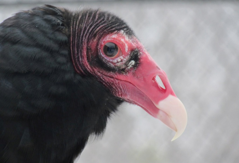 Scout the turkey vulture was brought to Wildwood Park & Zoo in June of 2014.