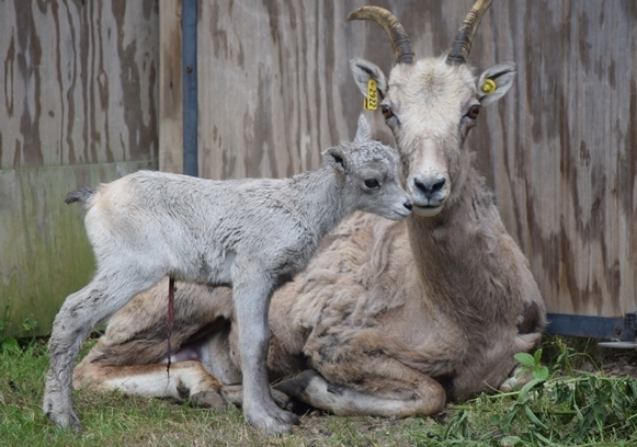 Wildwood Park & Zoo Bighorn ewe and lamb