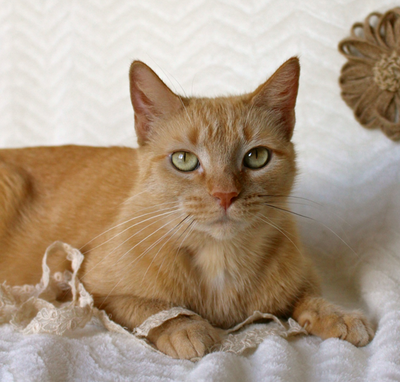 Featured MAPS pet of the week marshfield area shelter adoption cat amber