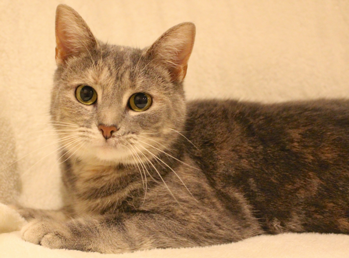 Featured MAPS pet of the week marshfield area shelter adoption cat tia