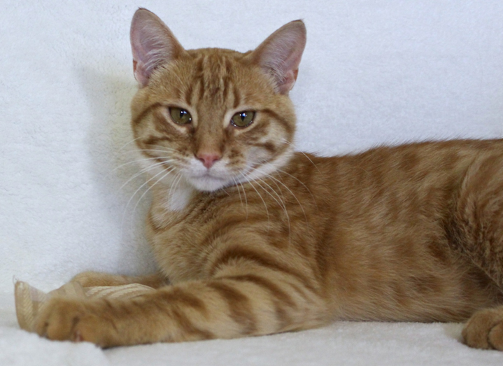 Featured MAPS pet of the week marshfield area shelter adoption cat baxter