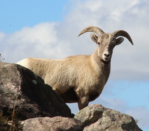 Rocky, the bighorn sheep ram at Wildwood Park & Zoo, died on Aug. 17.