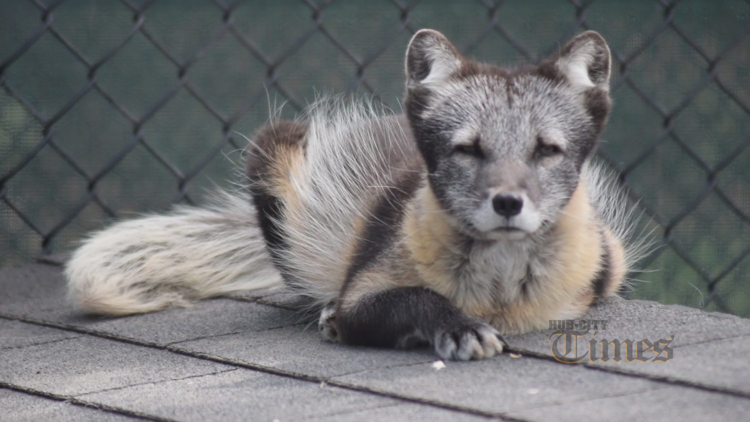 Blizzard, Wildwood Park & Zoo's Arctic fox