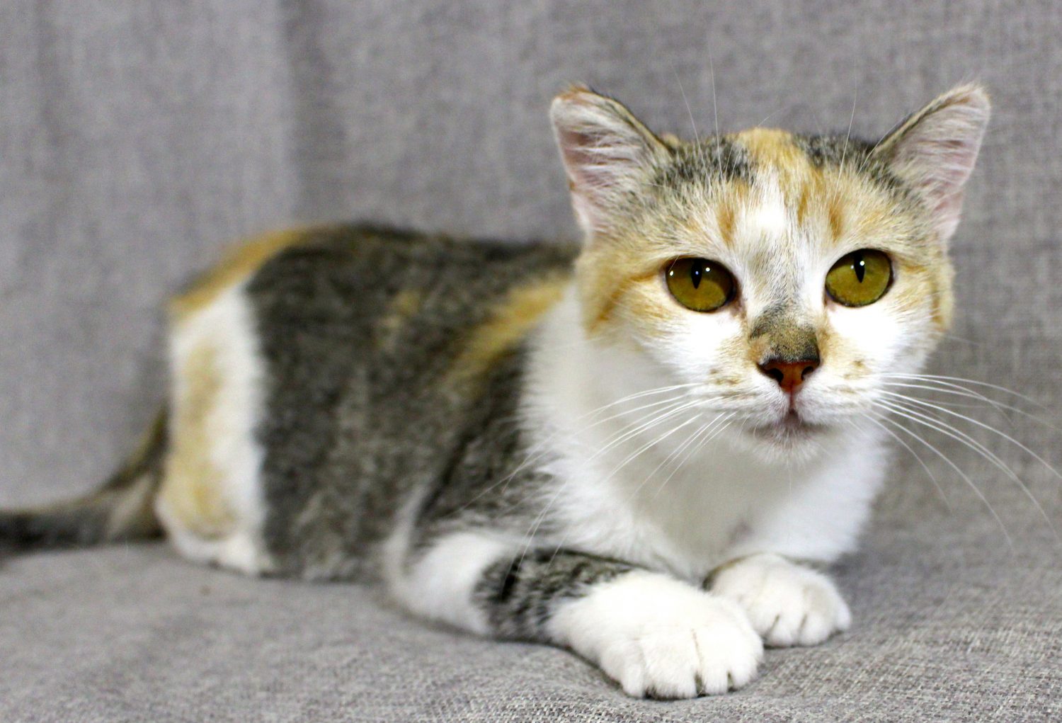 Featured MAPS pet of the week marshfield area shelter adoption cat destiny