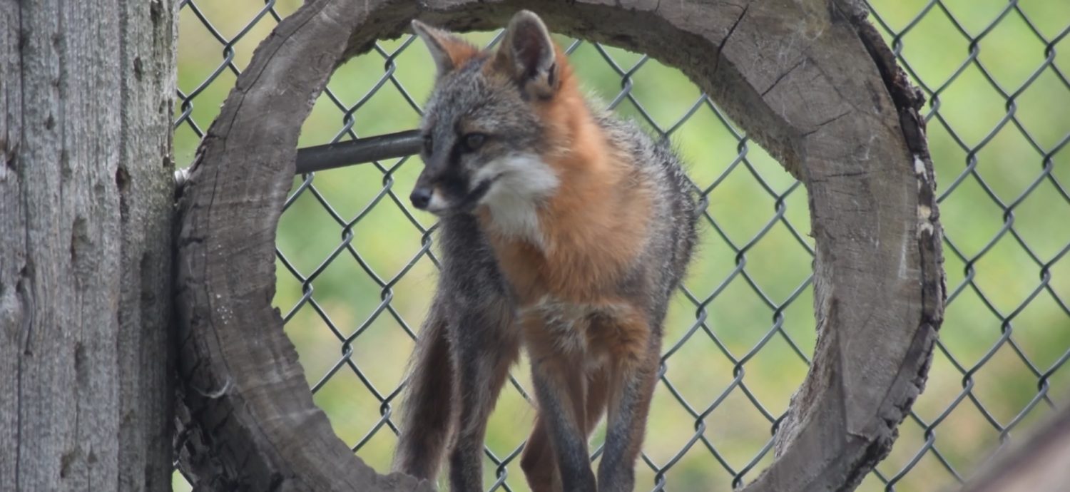 Shadow the gray fox at Marshfield's Wildwood Park & Zoo.
