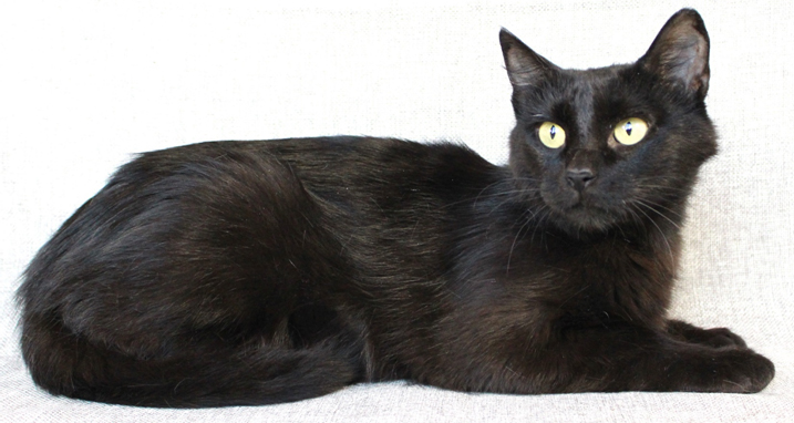 Featured MAPS pet of the week marshfield area shelter adoption cat colette