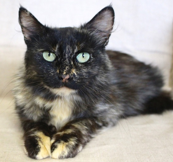 Featured MAPS pet of the week marshfield area shelter adoption cat buttercup