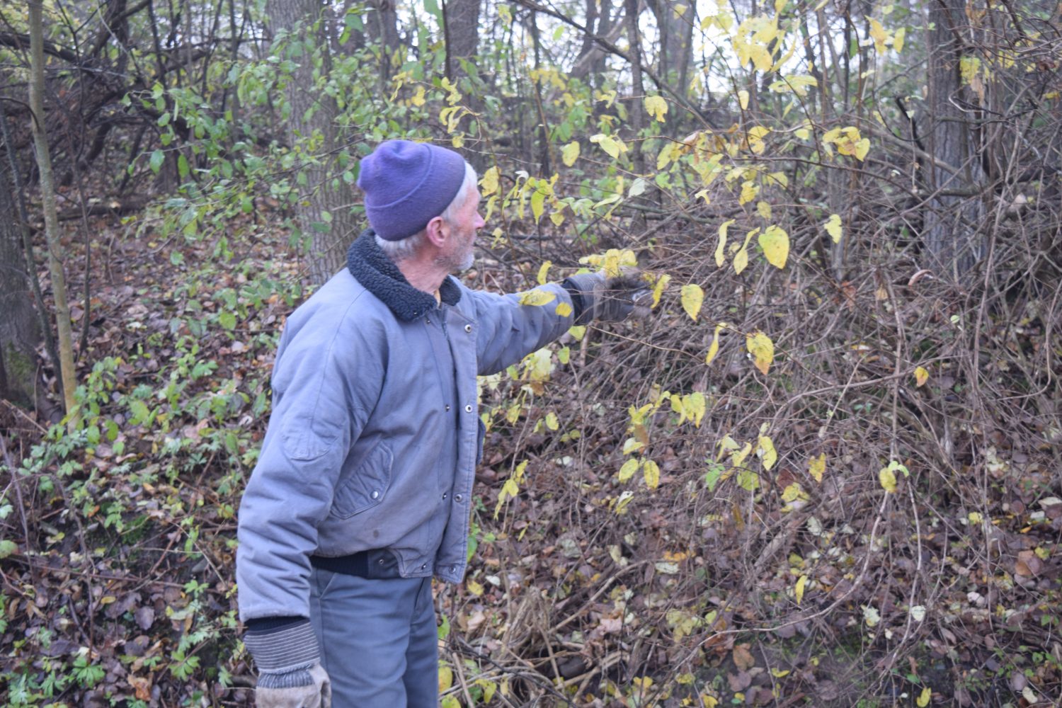 Dan Umhoefer describes the foliage that is considered invasive species and what is native to the landscape.
