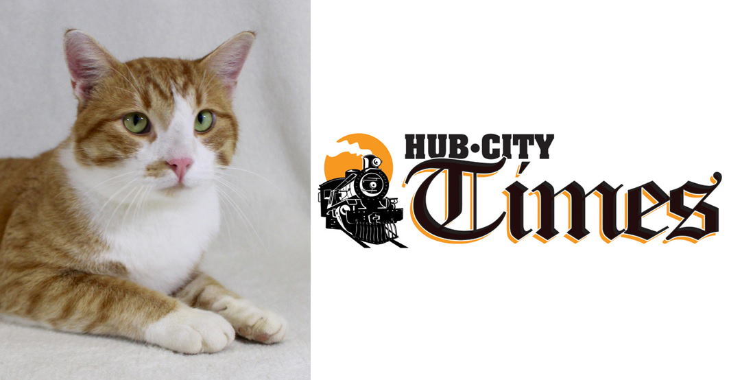 Featured MAPS pet of the week marshfield area shelter adoption cat quincey