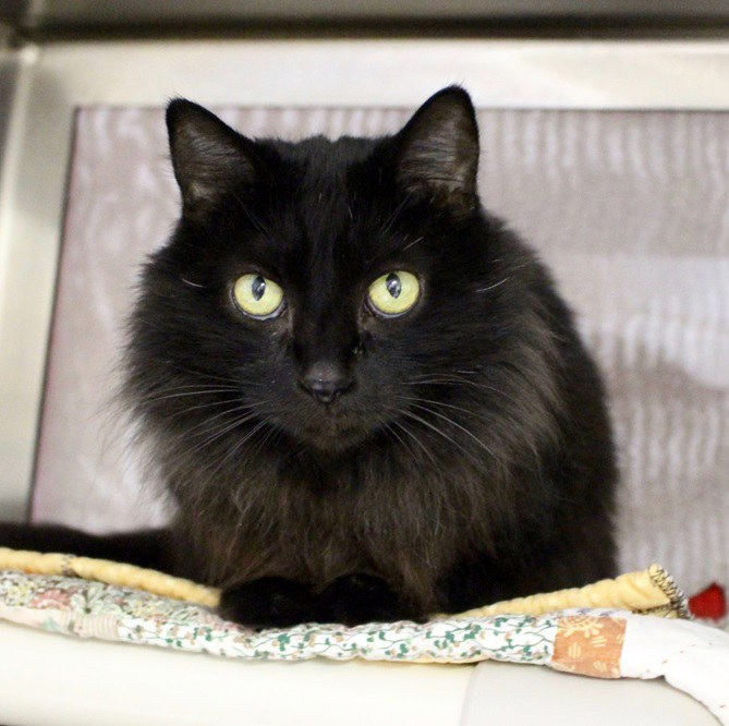 Featured MAPS pet of the week marshfield area shelter adoption cat hedwig