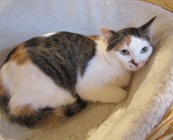 Featured MAPS pet of the week marshfield area shelter adoption cat candy