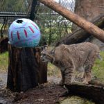 Bets the bobcat searches for his egg filled with meat.