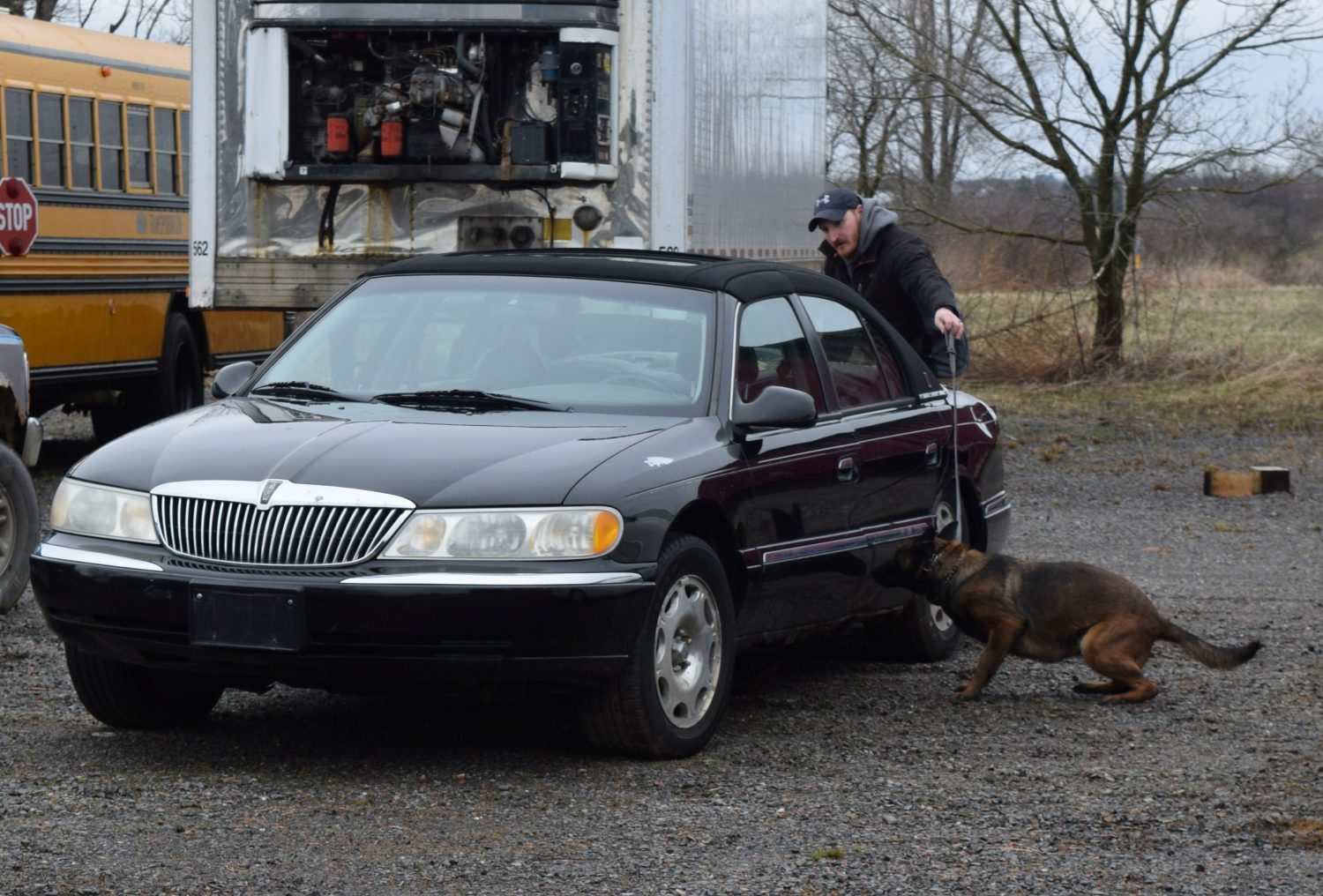Marshfield Police Department K-9 Steffi and partner Officer Chris Hasz search for drugs in abandoned cars in a lot adjacent to Shaw’s Wrecking Yard on April 11.