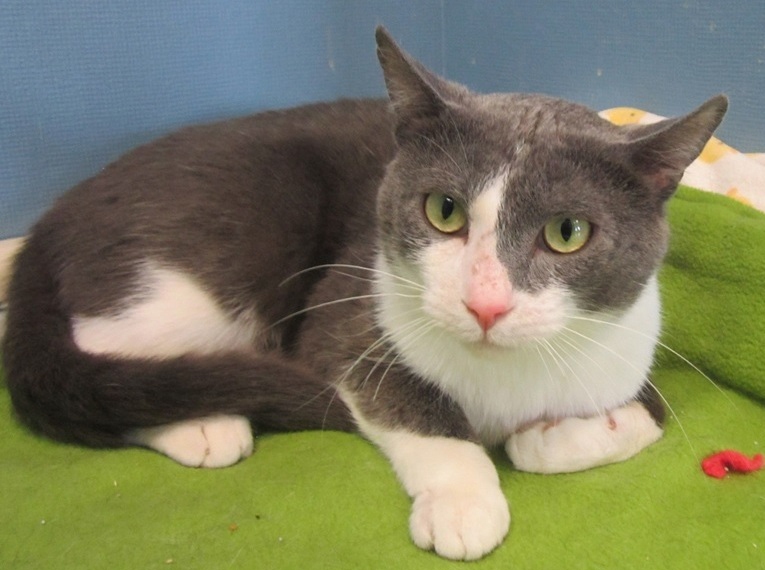 Featured MAPS pet of the week marshfield area shelter adoption cat oscar
