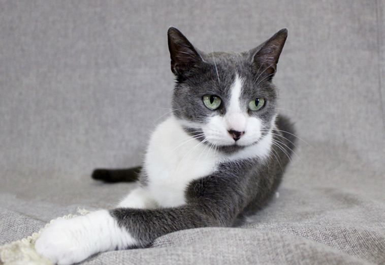 Featured MAPS pet of the week marshfield area shelter adoption cat ivy