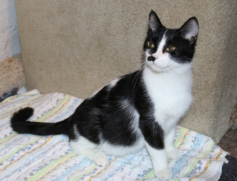 Featured MAPS pet of the week marshfield area shelter adoption cat ronnie