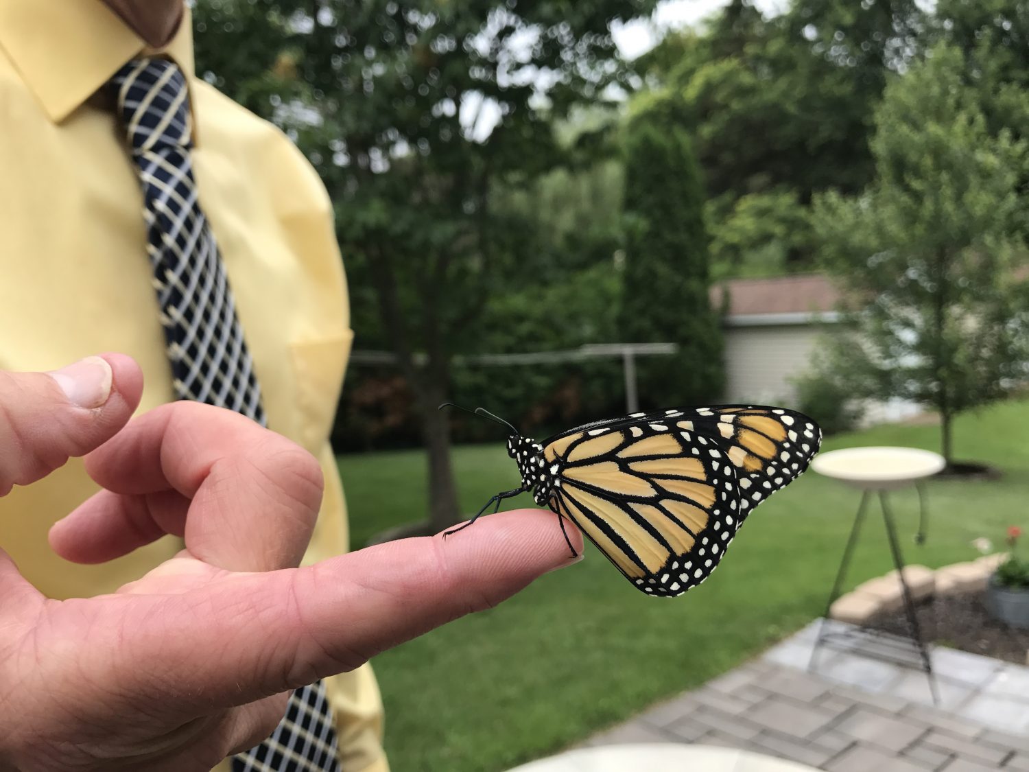 Sam Warp holds a newly hatched monarch butterfly, raised in a small aquarium as part of the monarch conservation project in Marshfield.