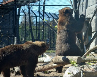 Kodiak Bears at Wildwood Park & Zoo