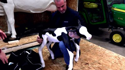 Mid-State Calf Birthing